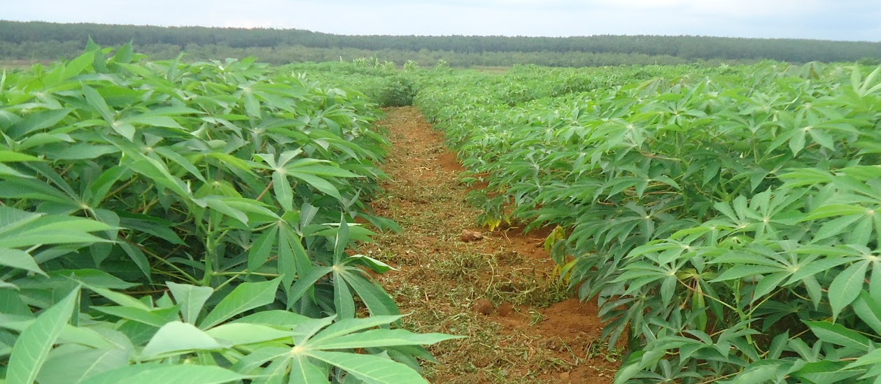  Canh tác sắn năng suất cao, bền vững và hiệu quả