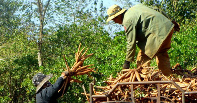 Bộ Tài chính từ chối nhiều đề xuất xin ưu đãi cho cây sắn