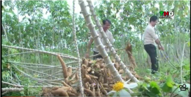 Nhà máy chế biên tinh bột sắn Phúc Thịnh chia khó cùng nông dân